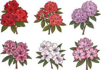 Rhododendron flower illustrations, colorful botanical clipart, spring floral design, blooming garden art, nature-inspired graphics, decorative plant elements, vibrant petals