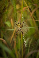 Tiger spider in detailed web structure. Argiope bruennichi resting on spiral shaped spiderweb located in farmland with grass in background. Vertical portrait photo.