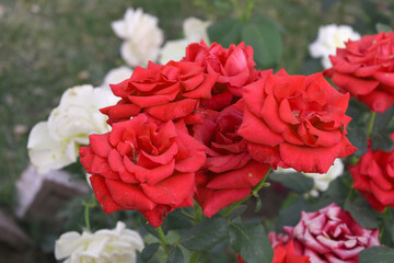 Beautiful red rose flower closeup in garden, A very beautiful red rose flower bloomed on the rose tree, Rose flower closeup, bloom flowers, Natural spring flower, Natural floral background,