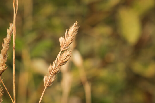 Pampus grass in nature field. Plant forest photography, brown, beige aesthetic.
