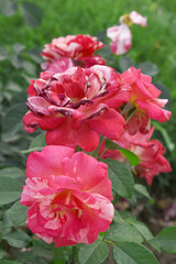 Beautiful red rose flower closeup in garden, A very beautiful red rose flower bloomed on the rose tree, Rose flower closeup, bloom flowers, Natural spring flower, Natural floral background,