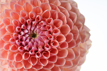 Close-up of a delicate dahlia with pink petals on a white background.