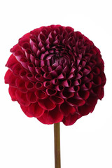 Close-up of a red dahlia on a white background.