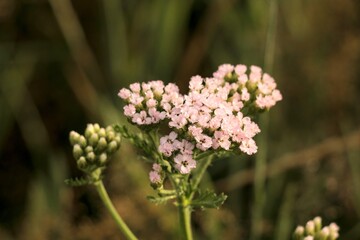 Pink flower in garden. Small tiny flowers in grass field nature landscape with dawn water droplets.