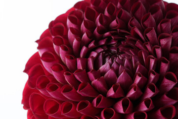 Close-up of a red dahlia on a white background.