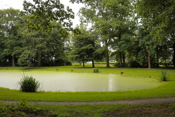 Pond lake in recreational forest park, with peaceful green trees and grass field to explore, hike and adventure.
