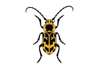 Fototapeta premium A western corn rootworm with black and yellow markings.