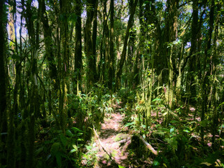 Meratus Mountains Highland Forest Floor, Tropical Rainforest of Borneo, Indonesia.
