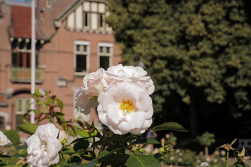 Blooming rose flower with castle background. Pink flower in garden of luxurious building. 