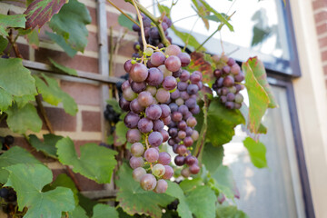 Purple grapes growing on vine plant in garden. Home grown fruit for homemade wine with brick wall background.
