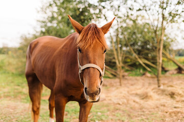 Obraz premium White horse on farm at sunset, rural countryside lifestyle and equestrian concept.