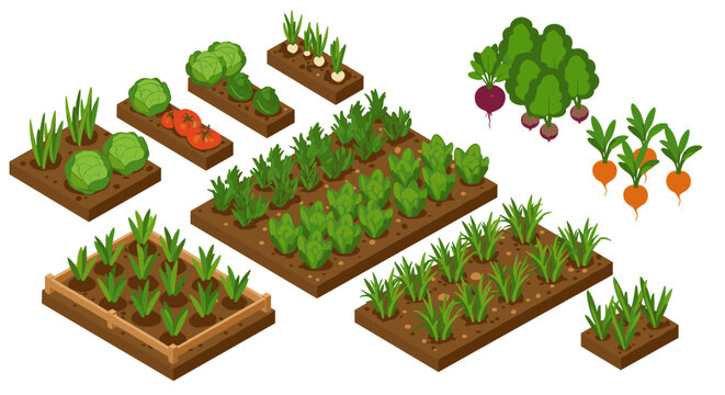 Isometric garden beds with fresh vegetables and herbs growing in soil