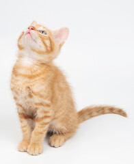 Looking up small orange kitty