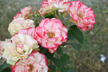 Beautiful red white rose flower closeup in garden, A very beautiful red white rose flower bloomed on the rose tree, Rose flower closeup, bloom flowers, Natural spring flower floral background