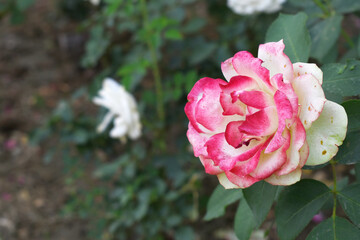 Beautiful red white rose flower closeup in garden, A very beautiful red white rose flower bloomed on the rose tree, Rose flower closeup, bloom flowers, Natural spring flower floral background