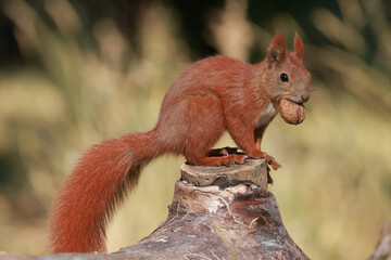 red squirrel with a walnut © Klimczak-Krajewska