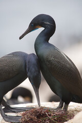 Cormorants with nest in La Jolla, California