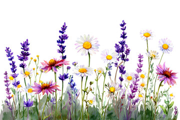 Watercolor wildflowers field assorted colorful blooming nature art botanical pattern. Isolated on transparent.

