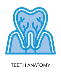 Dental teeth anatomy medical flat glyph illustration