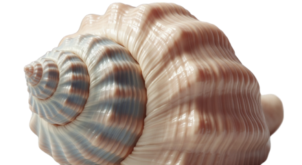 Closeup Of A Pink Seashell On Black