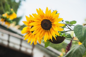 Bright sunflowers bloom in a garden showcasing Vincent's Choice variety in summer sun