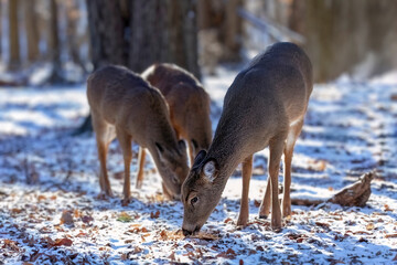 The white-tailed deer or Virginia deer (Odocoileus virginianus)