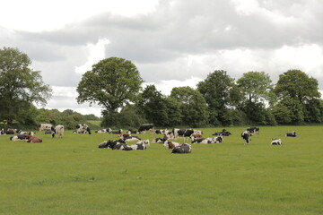 Cows in grass field farmland relaxing eating grass food. Cattle grazing in Dutch countryside nature landscape.