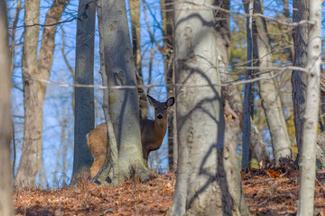 The white-tailed deer or Virginia deer (Odocoileus virginianus)