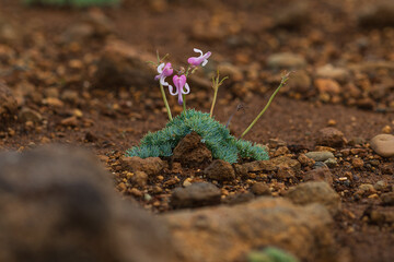 蔵王山の火山礫に咲く駒草