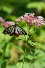 ヨツバヒヨドリに止まるアサギマダラ