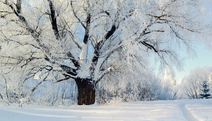Winter wonderland forest tree, spreading winter tree covered with frost in snowy forest, picturesque winter forest nature