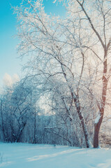 Winter Christmas landscape, picturesque winter forest in morning sunlight, trees covered with frost in sunny grove