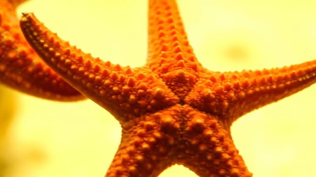 Closeup of a bright orange starfish with bumpy texture set against a blurred yellow background