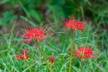 草むらに咲き始めた赤い彼岸花