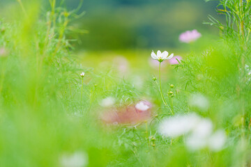草の中で静かに咲く秋の白い花