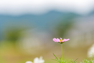 柔らかな光に包まれたコスモスと遠景の山並み