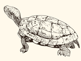 turtle01.eps