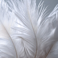 Close Up of White Feather Texture with Soft Light