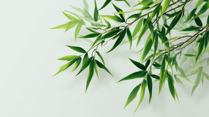 Naklejka premium Tranquil Bamboo Fronds: Delicate bamboo fronds gracefully cascade against a clean, simple backdrop, symbolizing serenity and natural elegance. 