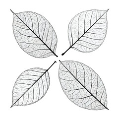 Vector design of an isolated autumn leaf on a white background with a colorful texture