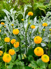 Obraz premium Bright yellow ranunculus flowers in full bloom, surrounded by lush green foliage—vibrant and joyful summer garden scene.