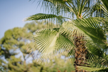 Close-up of a lush green palm tree under bright sunlight with soft focus trees in the background,...