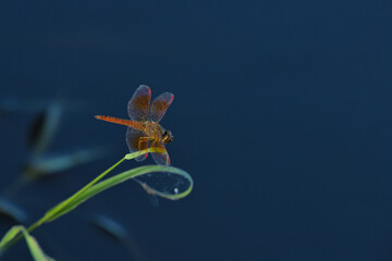 Dagonfly on green leaf.