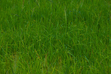 Rice landscape, green grass background. landscape from Thailand.