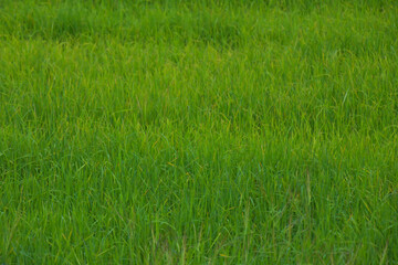 Rice landscape, green grass background. landscape from Thailand.