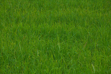 Rice landscape, green grass background. landscape from Thailand.