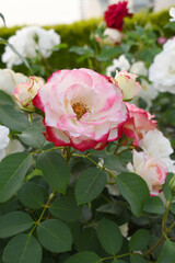 Beautiful pink white rose flower closeup in garden, A very beautiful pink white rose flower bloomed on the rose tree, Rose flower closeup, bloom flowers, Natural spring flower floral background