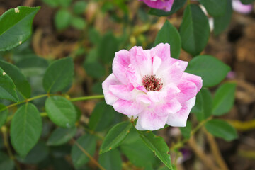 Beautiful pink white rose flower closeup in garden, A very beautiful pink white rose flower bloomed on the rose tree, Rose flower closeup, bloom flowers, Natural spring flower floral background