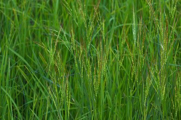 Obraz premium Rice landscape, green grass background. landscape from Thailand.