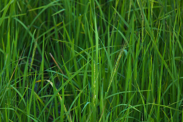 Rice landscape, green grass background. landscape from Thailand.